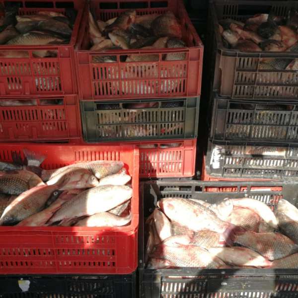 Peste 200 kg de peşte fără documente legale, confiscate de poliţiştii de frontieră