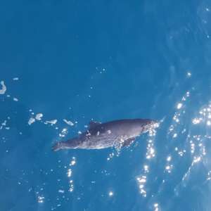 Sute de plase de pescuit și peste 400 kg pește, ridicate din apele Mării Negre