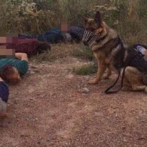 Nouă cetăţeni turci și două călăuze, opriţi la frontiera de sud-vest