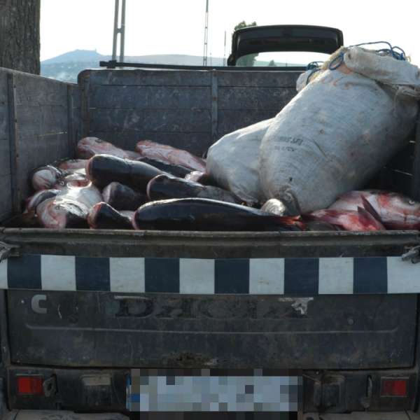 Aproximativ 900 kilograme de peşte şi plase de pescuit, confiscate de poliţiştii de frontieră tulceni