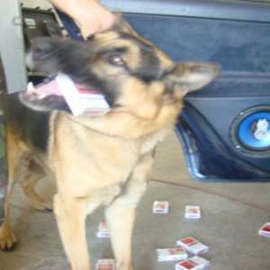 Peste 24.000 pachete cu țigări, confiscate la frontiera de nord