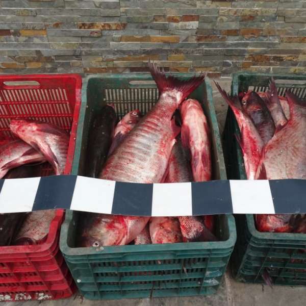Peste 100 kg peşte, transportate ilegal, depistate de poliţiştii de frontieră din cadrul Sectorului P.F. Olteniţa