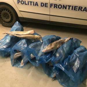 Peşte transportat fără documente legale, confiscat de poliţiştii de frontieră mehedinţeni