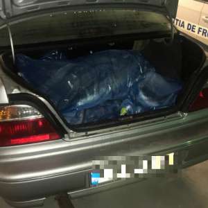 Peşte transportat fără documente legale, confiscat de poliţiştii de frontieră mehedinţeni