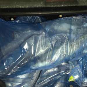 Peşte transportat fără documente legale, confiscat de poliţiştii de frontieră mehedinţeni