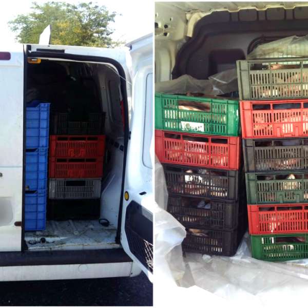 Peste 220 kg de peşte, transportate fără documente legale, confiscate de poliţiştii de frontieră