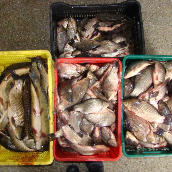 50 kilograme de peşte, confiscate de polițiștii de frontieră