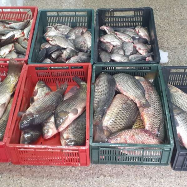 Zeci de kilograme de peşte, confiscate de polițiștii de frontieră