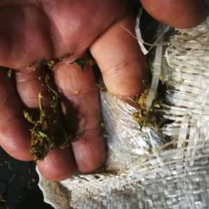 750 kilograme de canabis descoperite la P.T.F. Giurgiu