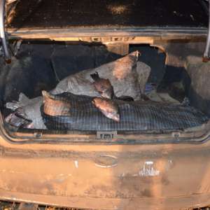 Zeci de kilograme de peşte, confiscate de polițiștii de frontieră