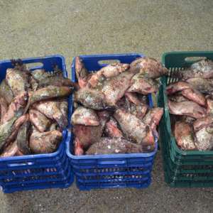 Zeci de kilograme de peşte, confiscate de polițiștii de frontieră