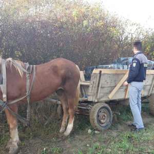 Aproximativ 21.200 pachete cu țigări confiscate la frontiera de nord