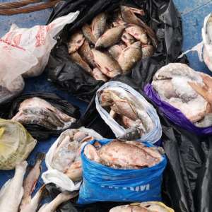 Zeci de kilograme de peşte fără documente legale,  confiscate de polițiștii de frontieră