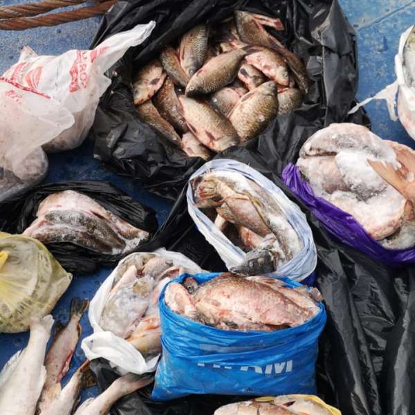 Zeci de kilograme de peşte fără documente legale,  confiscate de polițiștii de frontieră