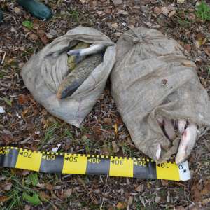 Infracțiuni constatate în cadrul cooperării transfrontaliere