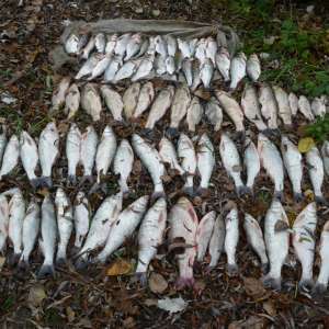 Infracțiuni constatate în cadrul cooperării transfrontaliere