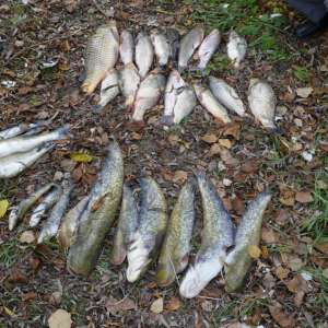 Infracțiuni constatate în cadrul cooperării transfrontaliere