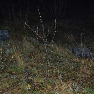 Țigări în valoare de 14.000 lei confiscate la frontiera de nord