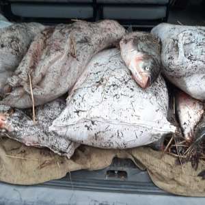 Aproximativ 200 kilograme de peşte, transportate fără documente legale, confiscate de poliţiştii de frontieră constănțeni