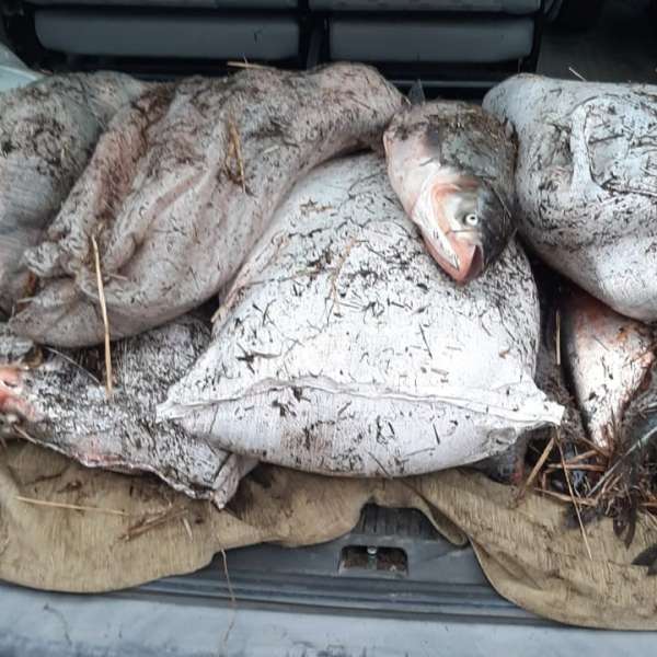Aproximativ 200 kilograme de peşte, transportate fără documente legale, confiscate de poliţiştii de frontieră constănțeni