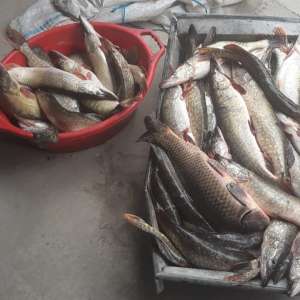 Zeci de kilograme de peşte fără documente legale, confiscate de polițiștii de frontieră