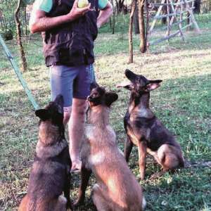 Cel mai bun câine poliţist din MAI execută misiuni cu poliţistul de frontieră Toader Koman la SPF Vişeu de Sus
