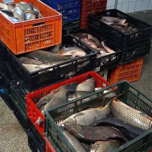 Peste 570 kg peşte, confiscate de poliţiştii de frontieră tulceni