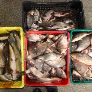 Peste 570 kg peşte, confiscate de poliţiştii de frontieră tulceni