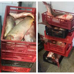  Peste 350 kg peşte transportate fără documente legale, confiscate de poliţiştii de frontieră tulceni