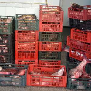  Peste 350 kg peşte transportate fără documente legale, confiscate de poliţiştii de frontieră tulceni