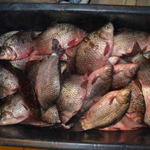 Peste 90 kg de pește, confiscate de poliţiştii de frontieră