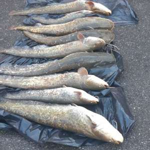 Peste 90 kg de pește, confiscate de poliţiştii de frontieră