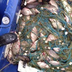 Lucrări penale pentru braconaj piscicol,  întocmite de poliţiştii de frontieră