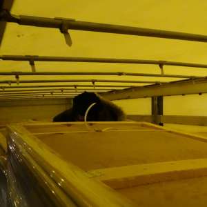 Doi tineri din Siria şi Iran ascunși într-un camion cu saltele, depistaţi la P.T.F. Calafat