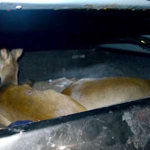 Căprioare braconate de un cetăţean român