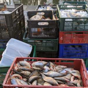 Peste 550 kg peşte transportate fără documente legale, confiscate de poliţiştii de frontieră tulceni