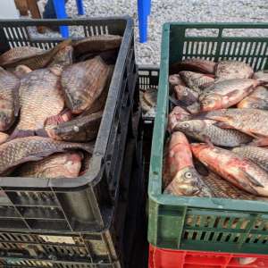 Peste 550 kg peşte transportate fără documente legale, confiscate de poliţiştii de frontieră tulceni