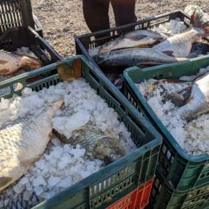 Peste 550 kg peşte transportate fără documente legale, confiscate de poliţiştii de frontieră tulceni