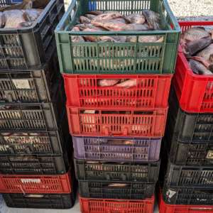 Peste 550 kg peşte transportate fără documente legale, confiscate de poliţiştii de frontieră tulceni