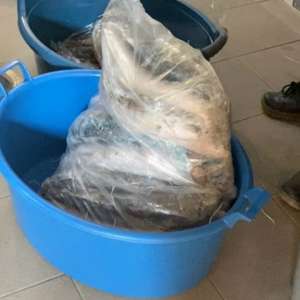 Peşte transportat fără documente legale, confiscat de poliţiştii de frontieră mehedinţeni