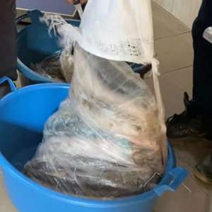 Peşte transportat fără documente legale, confiscat de poliţiştii de frontieră mehedinţeni