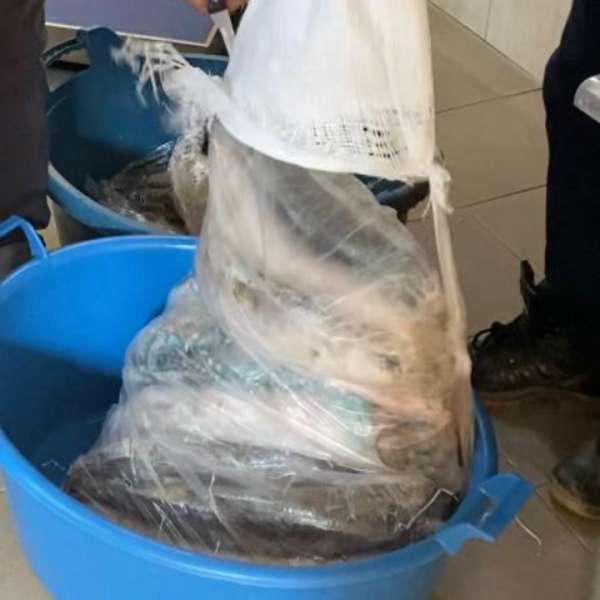 Peşte transportat fără documente legale, confiscat de poliţiştii de frontieră mehedinţeni