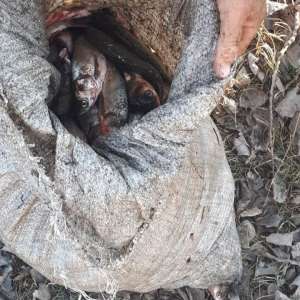 Infracțiuni de braconaj piscicol constatate de polițiștii de frontieră brăileni și gălățeni