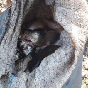 Infracțiuni de braconaj piscicol constatate de polițiștii de frontieră brăileni și gălățeni