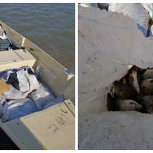 Aproximativ 100 kg peşte fără documente legale, confiscate de poliţiştii de frontieră tulceni