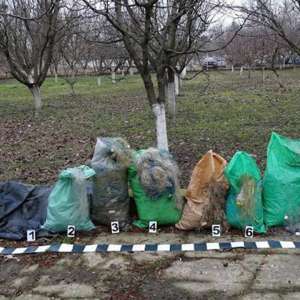 Plase de pescuit în lungime de aproximativ 1.200 m, confiscate de poliţiştii de frontieră