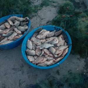 Peste 100 kg peşte și plase monofilament, confiscate de polițiștii de frontieră