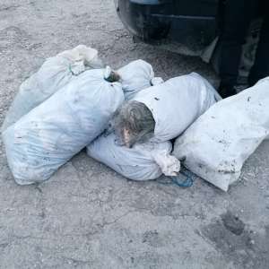 Peste 100 kg peşte și plase monofilament, confiscate de polițiștii de frontieră