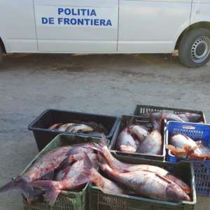 Peste 200 kg peşte, confiscate de polițiștii de frontieră