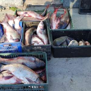 Peste 200 kg peşte, confiscate de polițiștii de frontieră